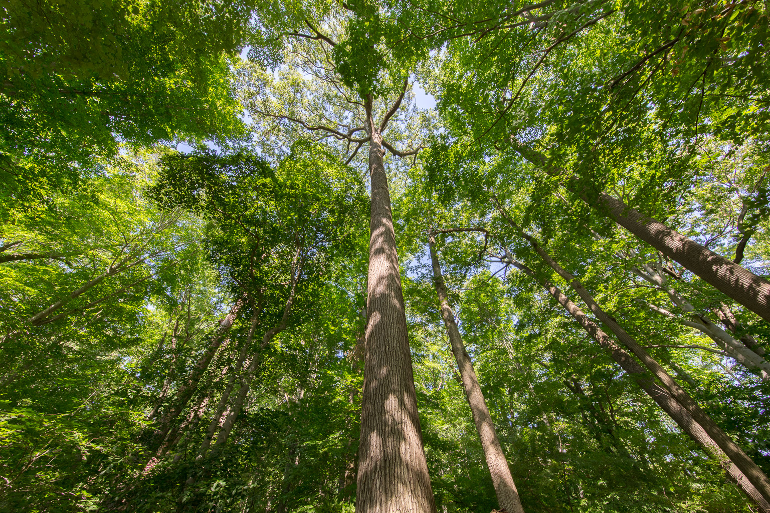 20150607-1I8A7746-HDR.jpg