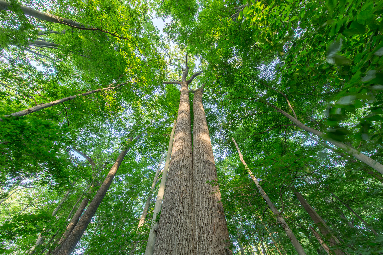 Twin Tulip Trees in Camp Woods