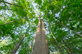 Twin Tulip Trees in Camp Woods