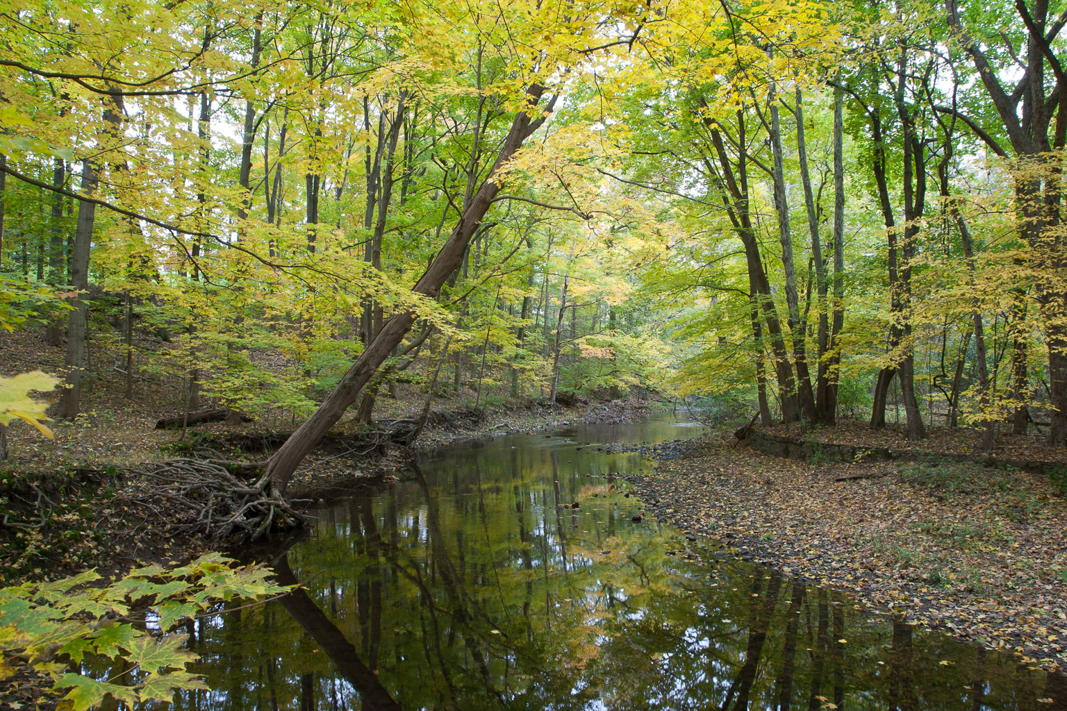 Kings Woods, Gwynedd Valley