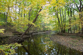 Kings Woods, Gwynedd Valley