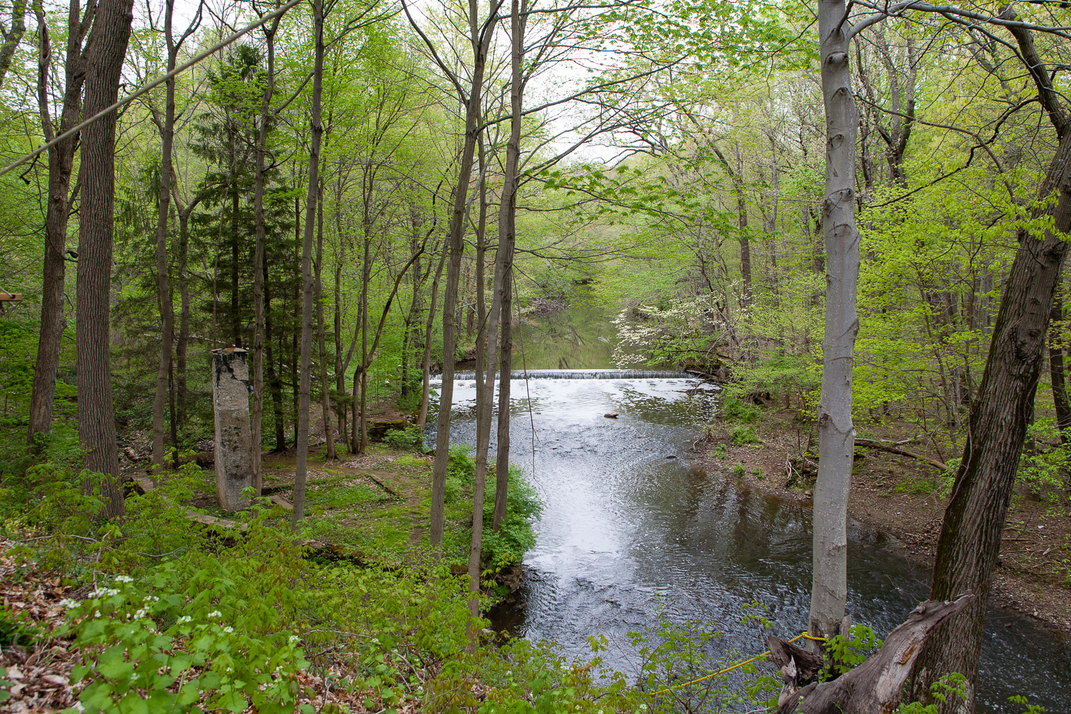 The Wissahickon in Kings Woods