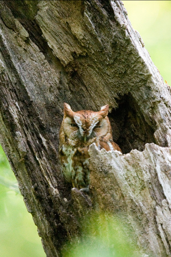 Eastern Screech-Owl, Carpenter's Woods