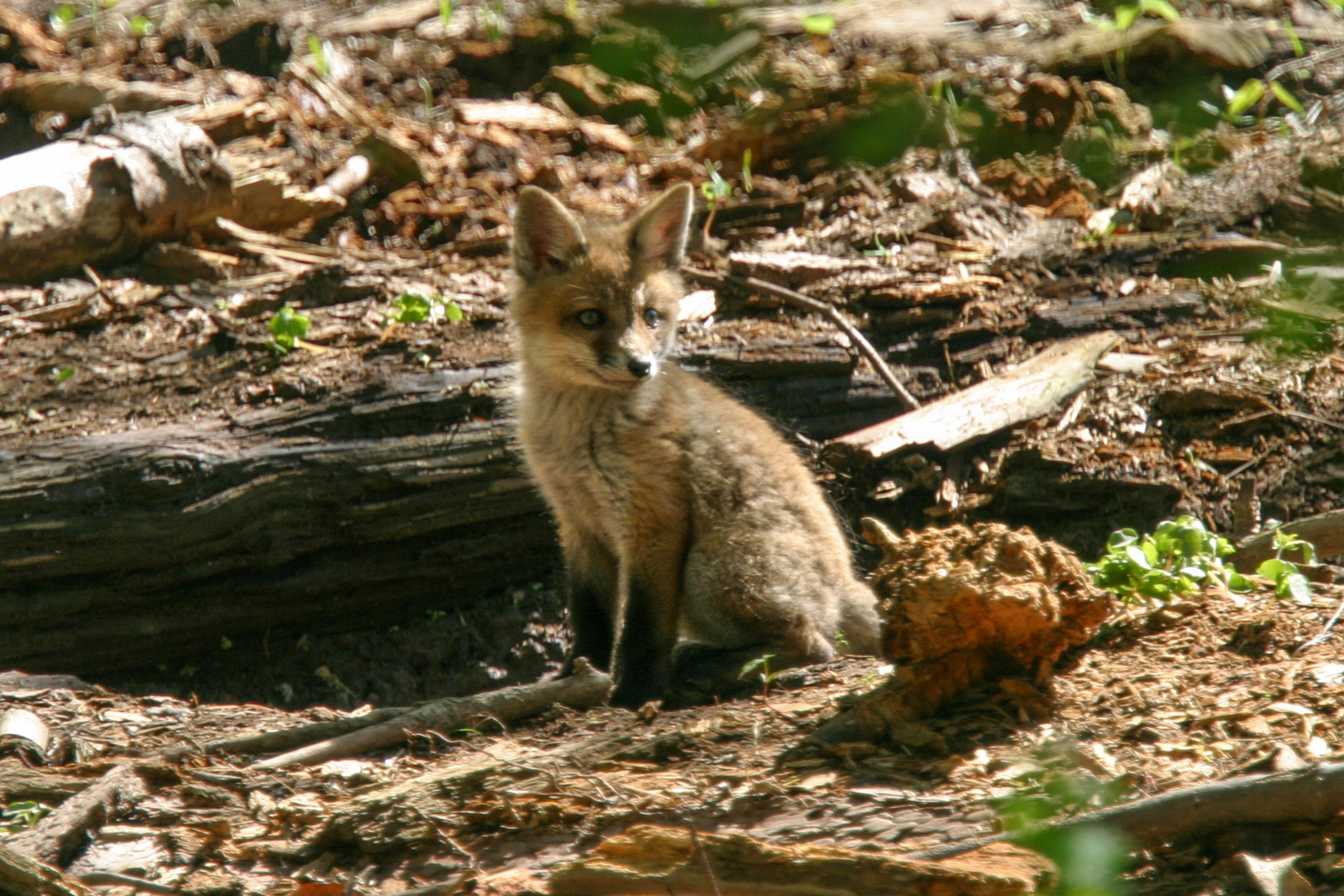 Kit Fox at the Four Mills