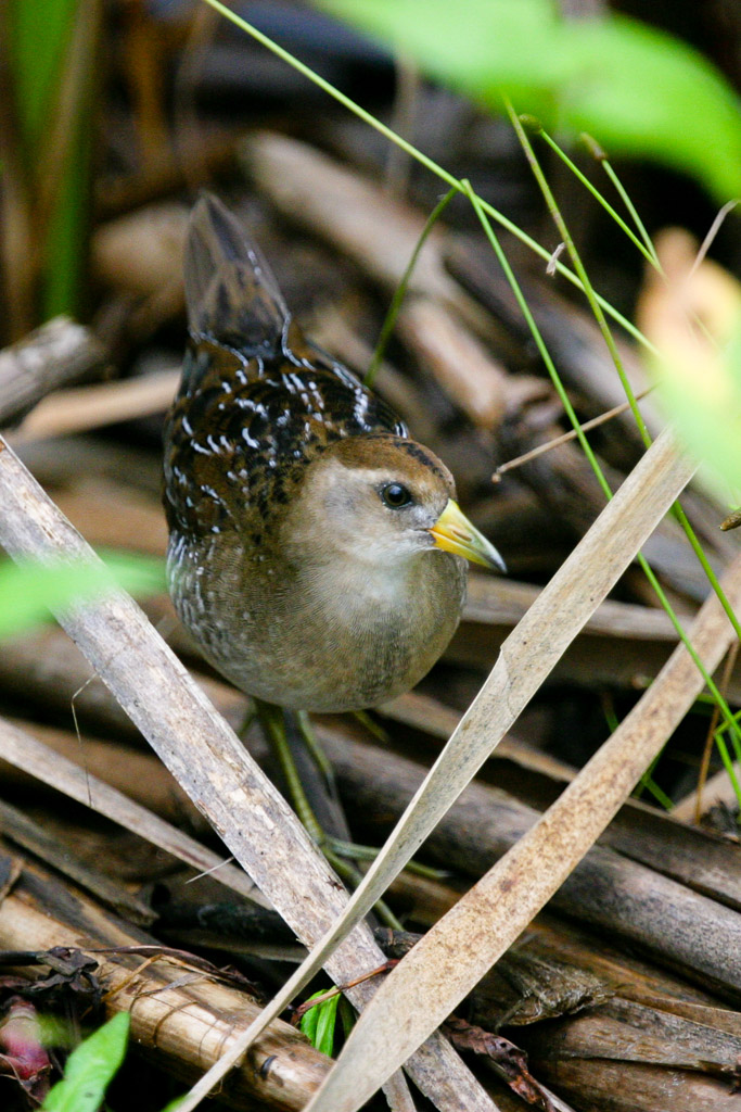 Juvenile Sora