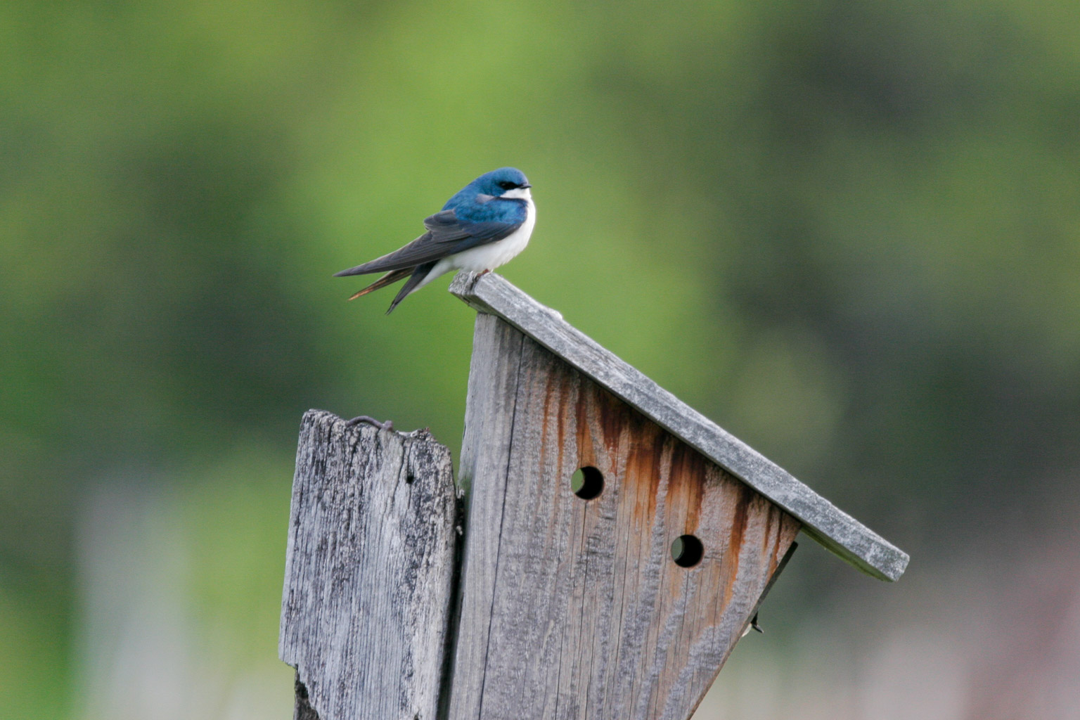 Tree Swallow