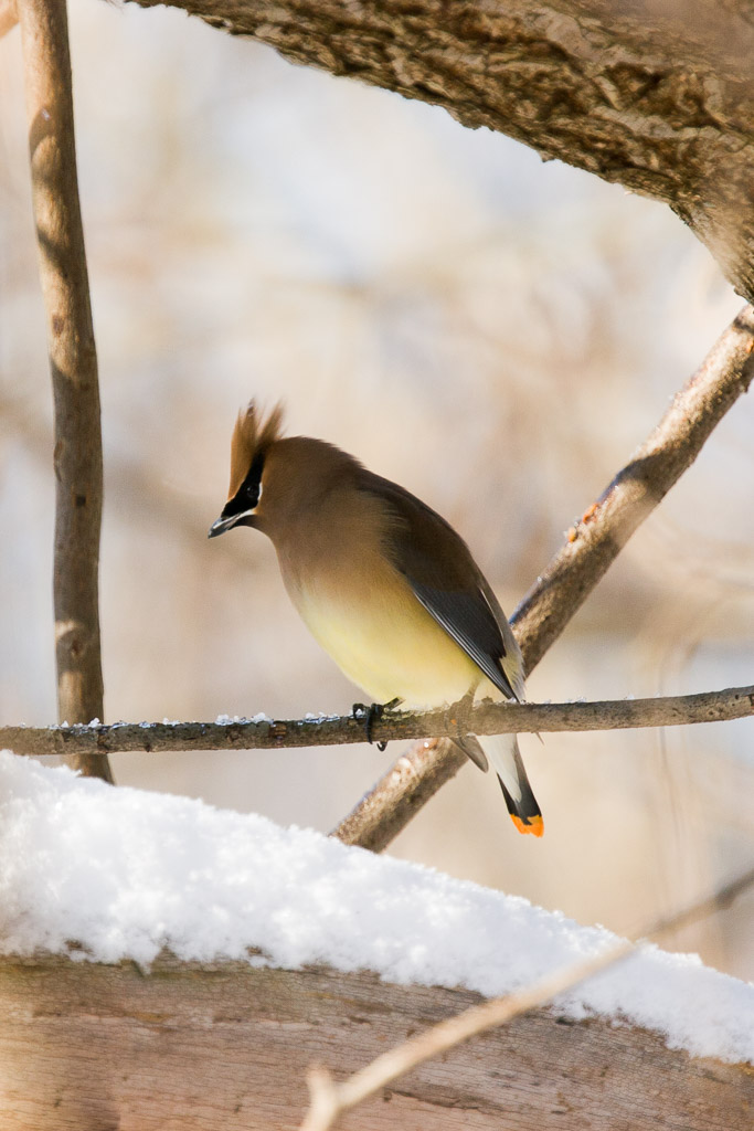 Cedar Waxwing