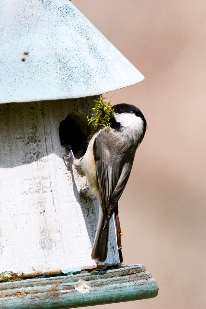 Carolina Chickadee at nest