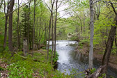 The Wissahickon in Kings Woods