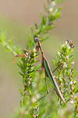 Praying Mantis, Ft Washington State Park