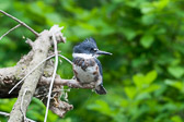 Fledgeling Belted Kingfisher