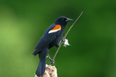 Red-winged Blackbird