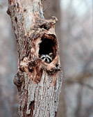 Raccoon in Tall Woods