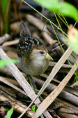 Juvenile Sora