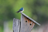 Tree Swallow