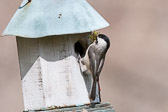 Nesting Carolina Chickadee