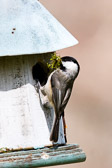 Carolina Chickadee at nest